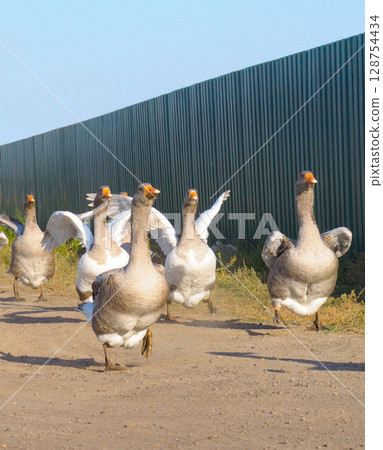 A flock of grey geese run along a country road. A flock of grey geese run along a country road. 128754434