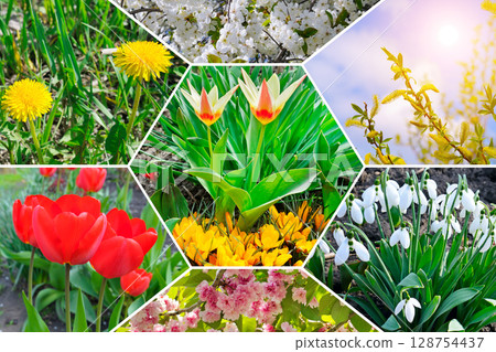 Colorful collage of spring flowers and blooming garden. Mosaic pattern. Colorful collage of spring flowers and blooming garden. Mosaic pattern. 128754437