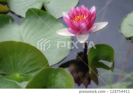 睡蓮 128754451