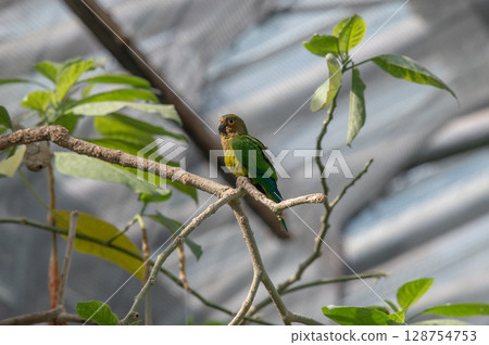 羽毛鮮豔的七色鸚鵡 羽毛鮮豔的七色鸚鵡 128754753