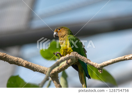 羽毛鮮豔的七色鸚鵡 128754756