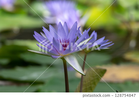 藍色睡蓮花 128754847