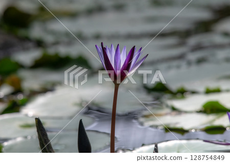blue water lily flower 128754849