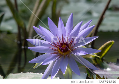 blue water lily flower 128754850