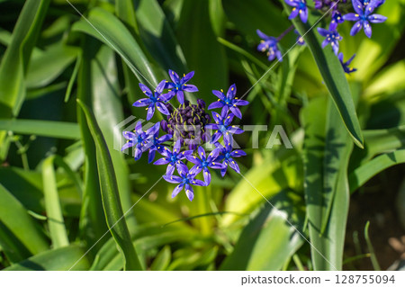 Scilla belviana blooming in early summer Scilla belviana blooming in early summer 128755094