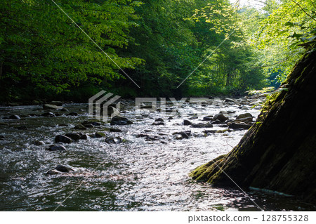 nature landscape with lyuta river in foliage forest. rocks in fresh water stream. wild outdoor scenery in summer. beautiful green environment background for travel or vacation in ukraine 128755328