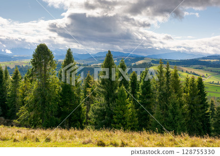 forested carpathian mountains in september. fresh, bright weather. wonderful countryside landscape of ukraine with rolling hills on a sunny day. spruce trees on the grassy hillside under cloudy sky forested carpathian mountains in september. fresh, bright weather. wonderful countryside landscape of ukraine with rolling hills on a sunny day. spruce trees on the grassy hillside under cloudy sky 128755330