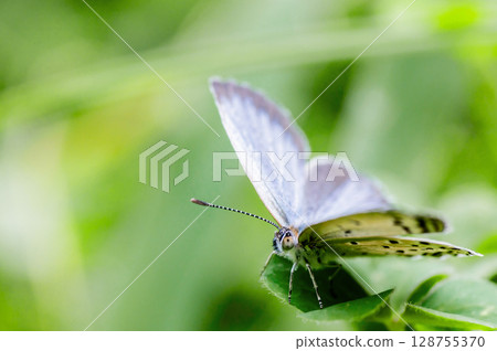 灰蝶棲息在葉子上 灰蝶棲息在葉子上 128755370