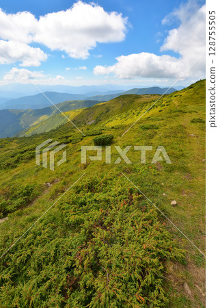 wonderful mountain landscape with rolling hills. great view from mountain petros. summer outdoor adventure in carpathians. blue sky with fluffy clouds. alpine scenery at high noon in dappled light wonderful mountain landscape with rolling hills. great view from mountain petros. summer outdoor adventure in carpathians. blue sky with fluffy clouds. alpine scenery at high noon in dappled light 128755505
