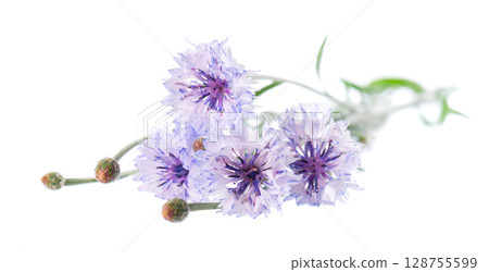 Blue Cornflower isolated on white background. Centaurea cyanus or bachelor's button flowers. 128755599