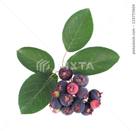Serviceberry with green leaves isolated on white background. Saskatoon, amelanchier, shadbush, juneberry, irga or sugarplum ripe berries. 128755604