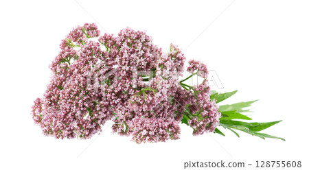 Valerian flowers isolated on white background. Valeriana officinalis. Medicinal herbs. Valerian flowers isolated on white background. Valeriana officinalis. Medicinal herbs. 128755608
