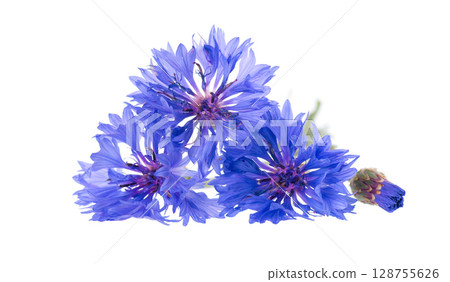 Blue Cornflower isolated on white background. Centaurea cyanus or bachelor's button flowers. 128755626