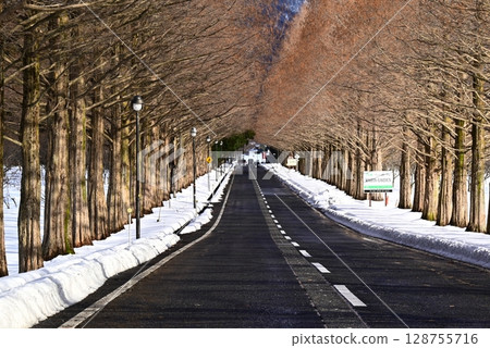 A row of metasequoia trees in a snowy landscape A row of metasequoia trees in a snowy landscape 128755716