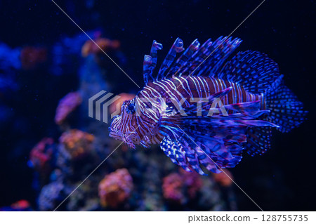 遊動奇妙的獅子魚-美麗的海底世界 遊動奇妙的獅子魚-美麗的海底世界 128755735