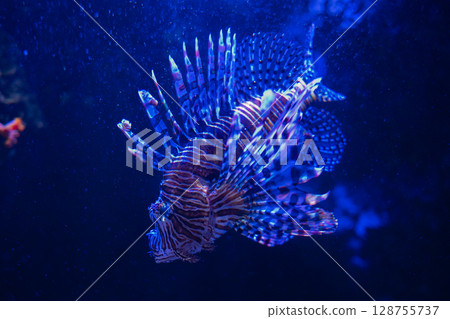 A fantastically swimming lionfish – a beautiful underwater world A fantastically swimming lionfish – a beautiful underwater world 128755737