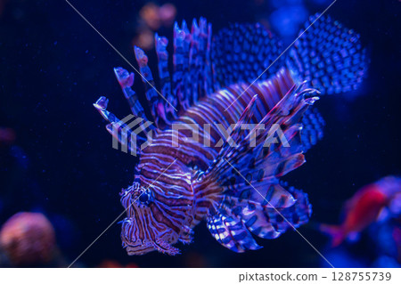 A fantastically swimming lionfish – a beautiful underwater world 128755739