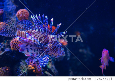 A fantastically swimming lionfish – a beautiful underwater world A fantastically swimming lionfish – a beautiful underwater world 128755741