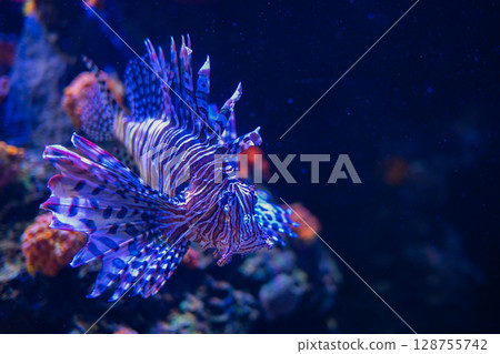 A fantastically swimming lionfish – a beautiful underwater world A fantastically swimming lionfish – a beautiful underwater world 128755742