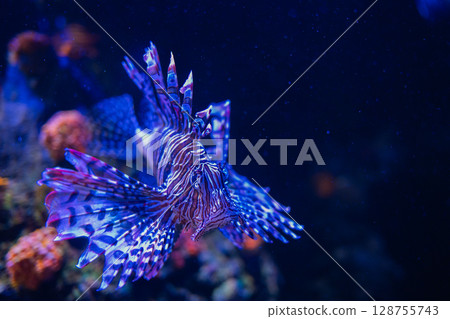 A fantastically swimming lionfish – a beautiful underwater world 128755743