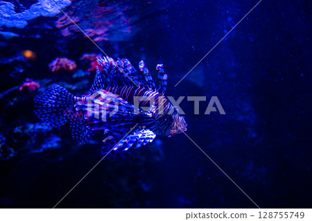 A fantastically swimming lionfish – a beautiful underwater world 128755749