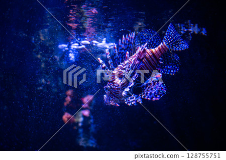 A fantastically swimming lionfish – a beautiful underwater world 128755751
