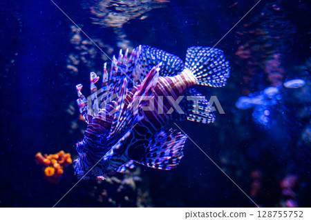 遊動奇妙的獅子魚－美麗的海底世界 128755752