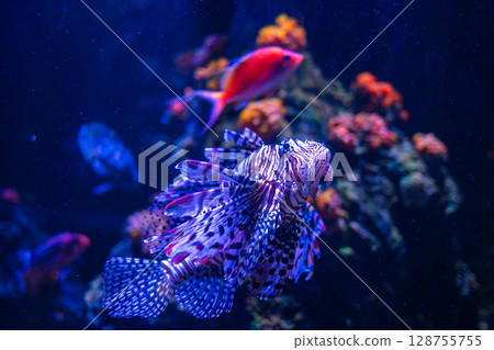 A fantastically swimming lionfish – a beautiful underwater world A fantastically swimming lionfish – a beautiful underwater world 128755755