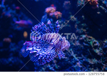 A fantastically swimming lionfish – a beautiful underwater world A fantastically swimming lionfish – a beautiful underwater world 128755758