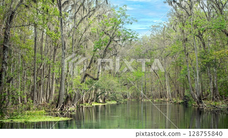 Swamp forest in national park with mossy trees Swamp forest in national park with mossy trees 128755840