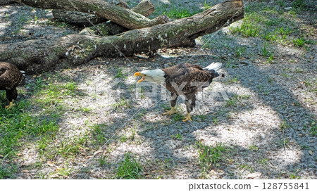 Bald eagle calling in forest clearing Bald eagle calling in forest clearing 128755841