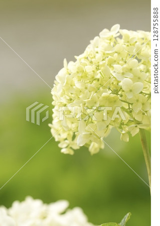 綠色背景上柔軟的白色繡球花，特寫 128755888