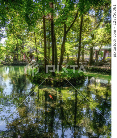 Fresh greenery at Izuruhara Benten Pond Fresh greenery at Izuruhara Benten Pond 128756061