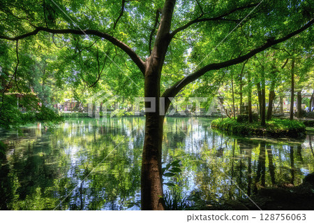 Fresh greenery at Izuruhara Benten Pond Fresh greenery at Izuruhara Benten Pond 128756063