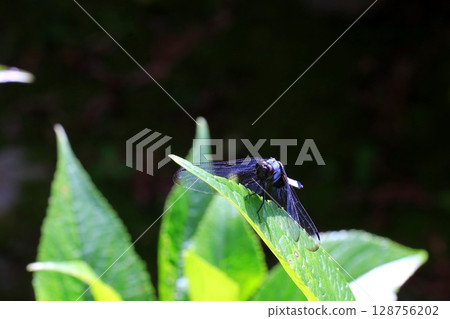 A dragonfly that sticks to the leaves 128756202
