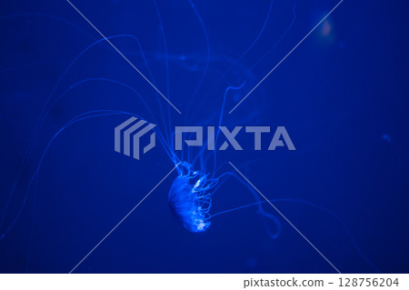 A fantastical world of floating jellyfish 128756204