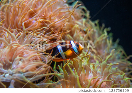 Clownfish wrapped in sea anemones 128756309