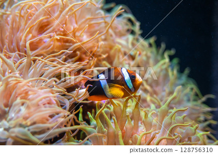 裹著海葵的小丑魚 裹著海葵的小丑魚 128756310