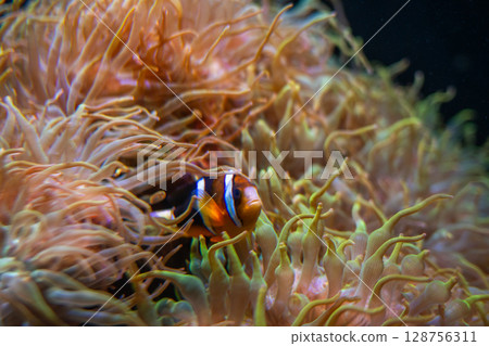 Clownfish wrapped in sea anemones Clownfish wrapped in sea anemones 128756311