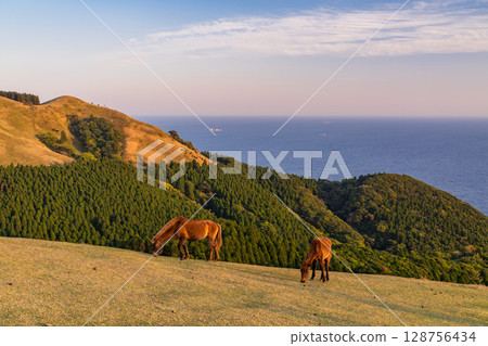 <Miyazaki Prefecture> Cape Toi at dusk with horses 128756434