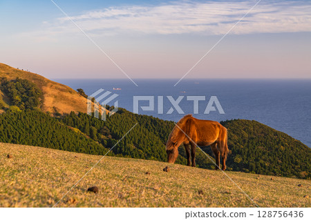 <Miyazaki Prefecture> Cape Toi at dusk with horses 128756436
