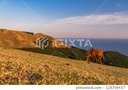<Miyazaki Prefecture> Cape Toi at dusk with horses 128756437