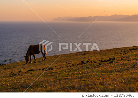 <Miyazaki Prefecture> Cape Toi at dusk with horses <Miyazaki Prefecture> Cape Toi at dusk with horses 128756463