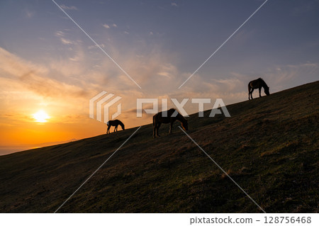 <Miyazaki Prefecture> Cape Toi at dusk with horses <Miyazaki Prefecture> Cape Toi at dusk with horses 128756468