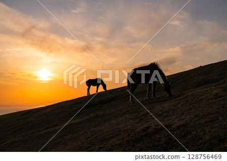 <宮崎縣>黃昏時分的土井岬與馬匹 128756469
