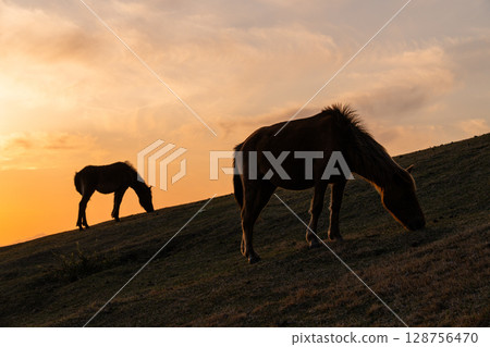 <Miyazaki Prefecture> Cape Toi at dusk with horses 128756470