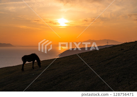 <Miyazaki Prefecture> Cape Toi at dusk with horses 128756471