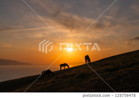 <Miyazaki Prefecture> Cape Toi at dusk with horses <Miyazaki Prefecture> Cape Toi at dusk with horses 128756478