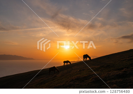 <Miyazaki Prefecture> Cape Toi at dusk with horses 128756480