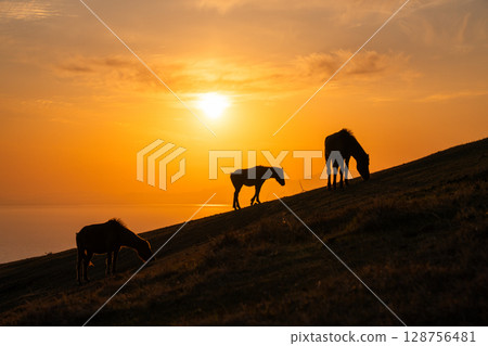 <Miyazaki Prefecture> Cape Toi at dusk with horses 128756481